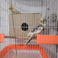 عروس هلندی|پرنده|شریف‌آباد, |دیوار