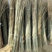 نهال سپیدار برای تولید چوب و فضای سبز بهترین کیفیت