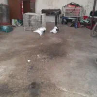 طوقی‌جفت‌نر‌ماده