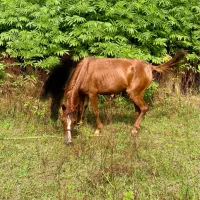 فروش مادیان ۴سال|اسب و تجهیزات اسب‌سواری|توتکابن, |دیوار