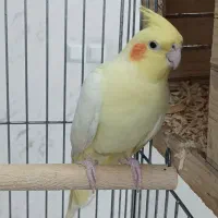 جفت عروس هلندی با قفس