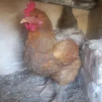 مرغ بزرگ تخمگذار