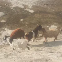 فروش بز شیشک و قوچ جنس عالی