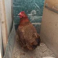 مرغ تخمگذار