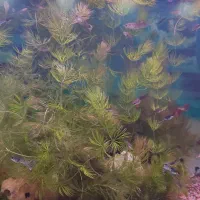 گیاه شویدی طبیعی|ماهی|بندر ماهشهر, |دیوار