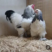 مرغ و خروس برهما لایت