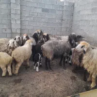 میش بره دار