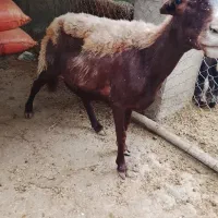 میش اوچ دوشکم سنو شده ابس