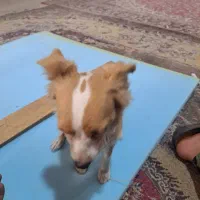 سگ اشپیتز روباهی|سگ|شیراز, گچی|دیوار