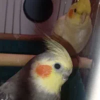 جفت عروس هلندی سخنگو|پرنده|قم, باغ کرباسی|دیوار