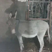 شیر الاغ تازه