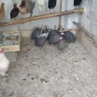 مرغ خروس محلی و مرغ شاخدار/هندی/|حیوانات مزرعه|لامرد, |دیوار