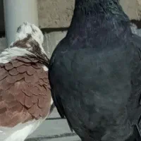 کبوتر پرشی دهن جور