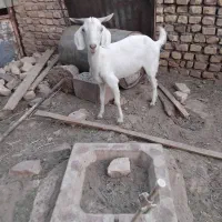 مرغ وخروس گلین وبز اوست|حیوانات مزرعه|کرمان, |دیوار