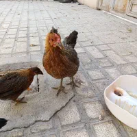 جوجه رسمی|پرنده|احمدآبادمستوفی, |دیوار