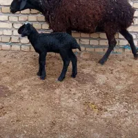 دورآس شیشک شکم اول