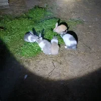 شیش عدد خرگوش بالغ|موش و خرگوش|رضوانشهر, |دیوار