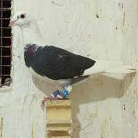 کبوتر آلمانی ماده ساده سیاه نر