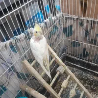 عروس هلندی|پرنده|قیدار, |دیوار