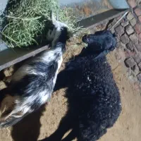 یک راس بره نرویک راس بزغاله