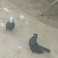 کفتر|پرنده|شیراز, شهرک قمشه|دیوار