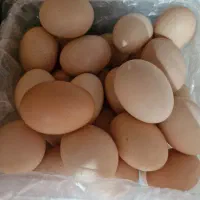 تخم‌مرغ‌محلی