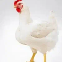 فروش مرغ گوشتی کاملا اورگانیگ