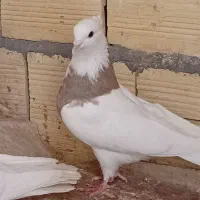 طوقی|پرنده|قم, شاه سید علی|دیوار