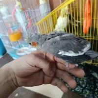 جوجه عروس هلندی