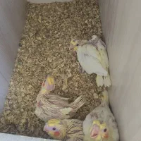 عروس هلندی سرلاکی