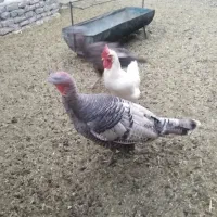 فراغت سرگرمی