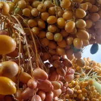 خارک|خوردنی و آشامیدنی|ایلام, |دیوار