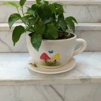 گل پتوس با فنجان بزرگ