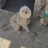 سگ پاکوتاه نر بسیار بازیگو‌ش