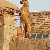 سگ پژدر|سگ|بیجار, |دیوار