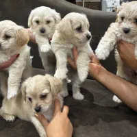 سگ نژادترکیب شیتزو و پودل سایز ریز