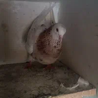 کبوتر بوم