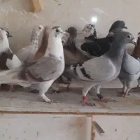 دسته کبوتر پلاکی رنگی نر|پرنده|شیراز, کرونی(خاتونک)|دیوار