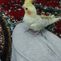 عروس هلندی گل باقالی نر همراه با قفس|پرنده|کرمان, |دیوار