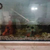 آکواریوم با ماهی