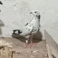 کبوتر ابلغ|پرنده|برازجان, |دیوار