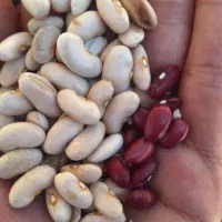 معاوضه لوبیا با گردو،کشمش و هر چی ک داری