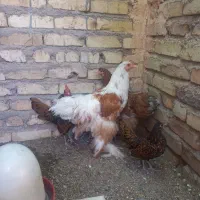 مرغ و خروس