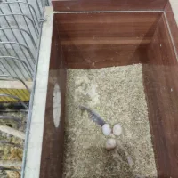 جفت عروس هلندی جوان مولد کارداده با قفس کامل|پرنده|شیراز, ریاستی|دیوار