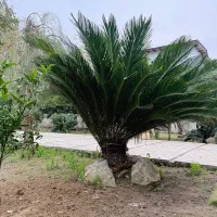 سیکاس حدودا ۹ ساله