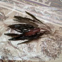 گیاه کریپتون