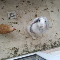 خرگوش لپی ماده
