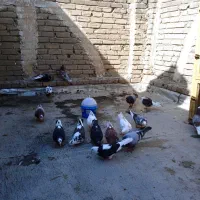 20عددپرشی