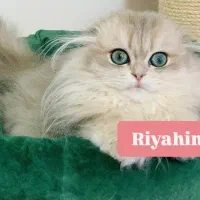 اسکاتیش لانگ هیر چشم زمردی