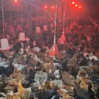 مرغ تخم گذار